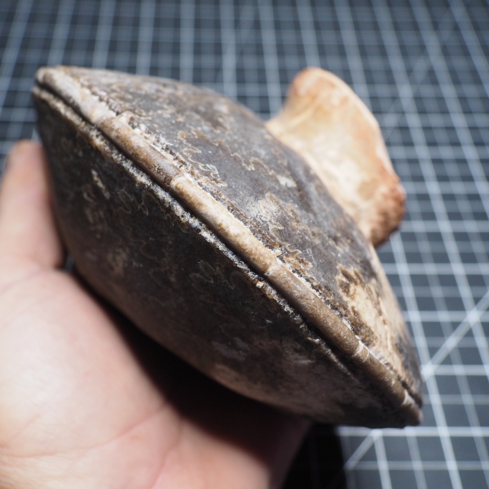 Study Specimen Choffaticeras Ammonite 155 mm 1.7 kg Fossil Siphuncle Cretaceous