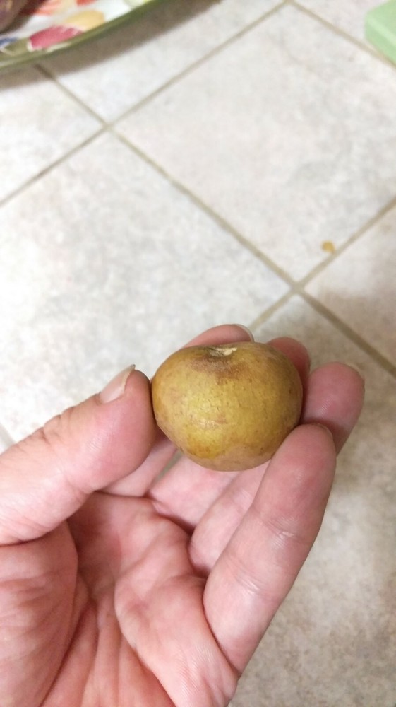 Longan Fruit Tree ( Kohala) Tropical Fruit Tree