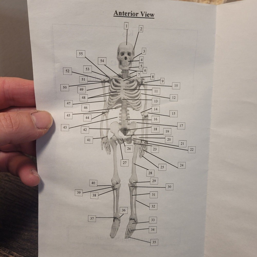 17"Human Skeleton HALLOWEEN Anatomy Model Science Classroom Skeleton Model Tool