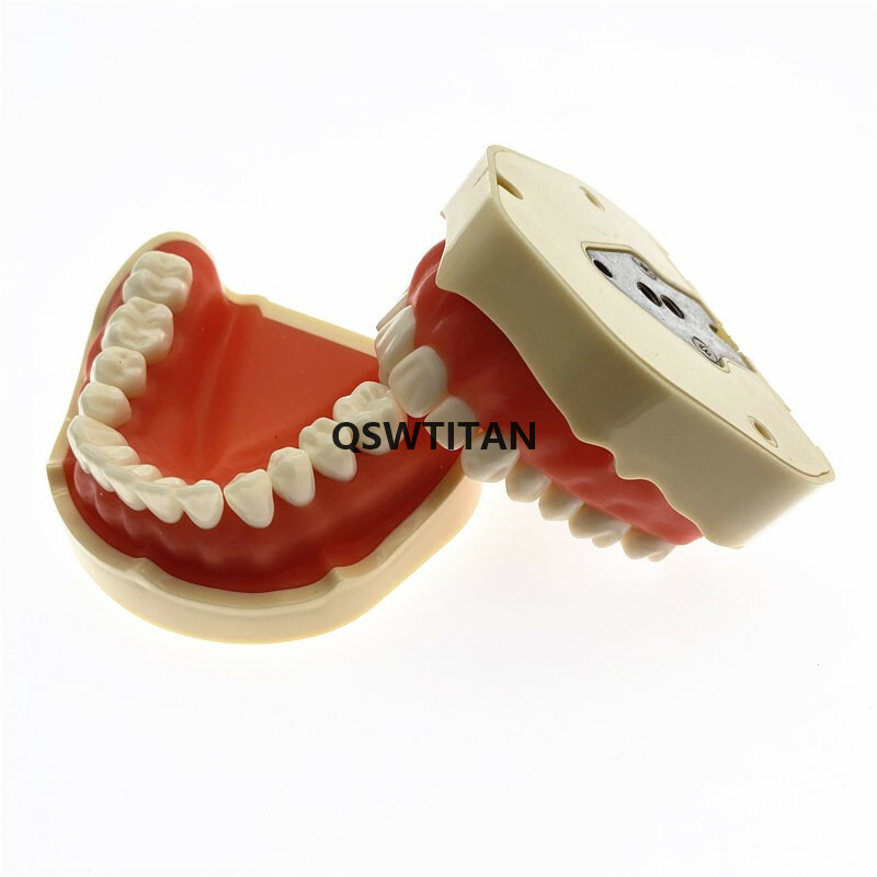 Dental teeth Model for Dental phantom head teeth model for Teaching tooth model