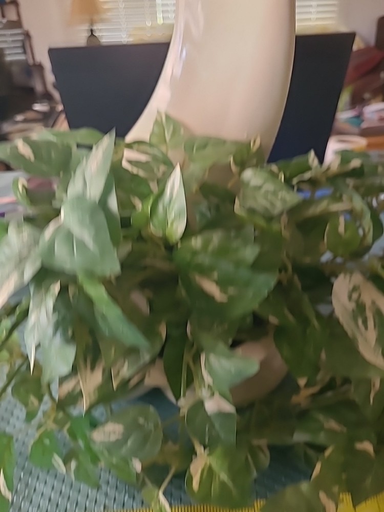 VTG. VASE AND VINE
