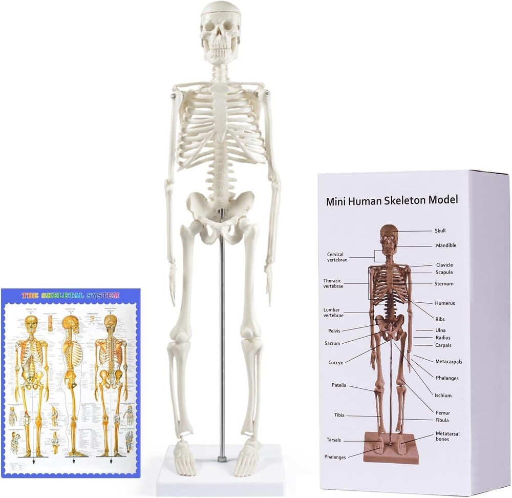 Compact 17.7” Mini Human Skeleton Model - Perfect for Study Decor & Learning