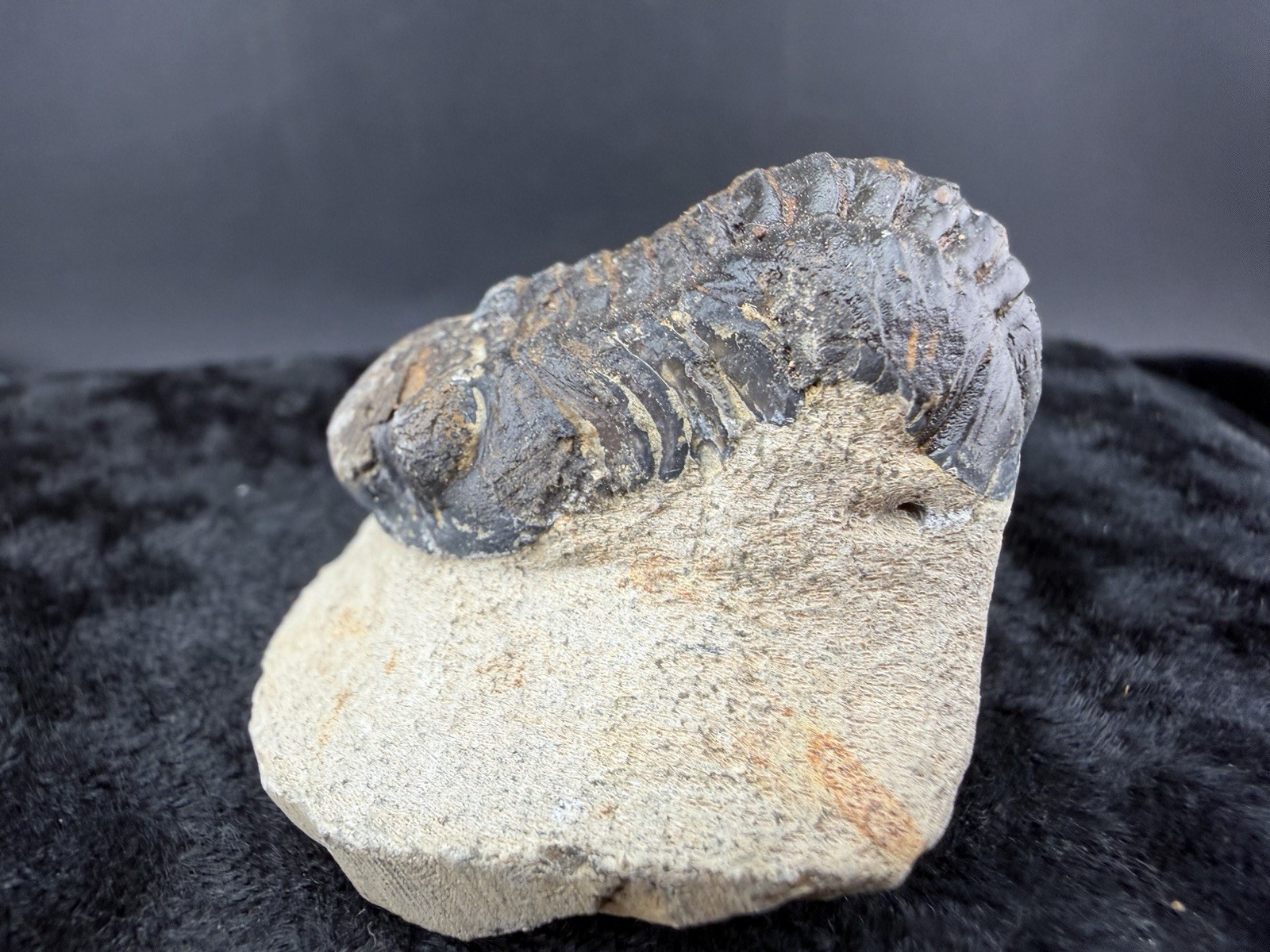 Trilobite Fossil in Sandstone Matrix from Morocco. 50 g.
