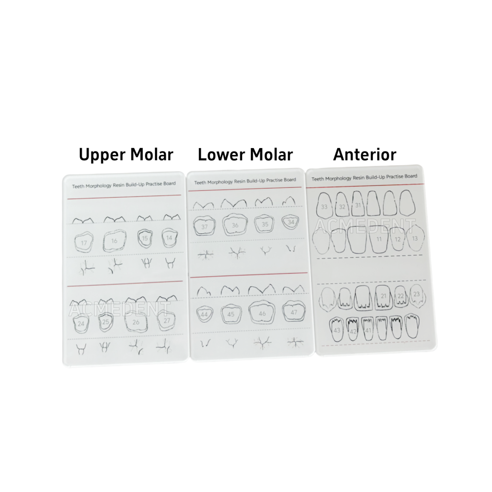 Dental Caries Decay Teeth Model Tooth Simulate Class Ⅱ Resin Restore Template