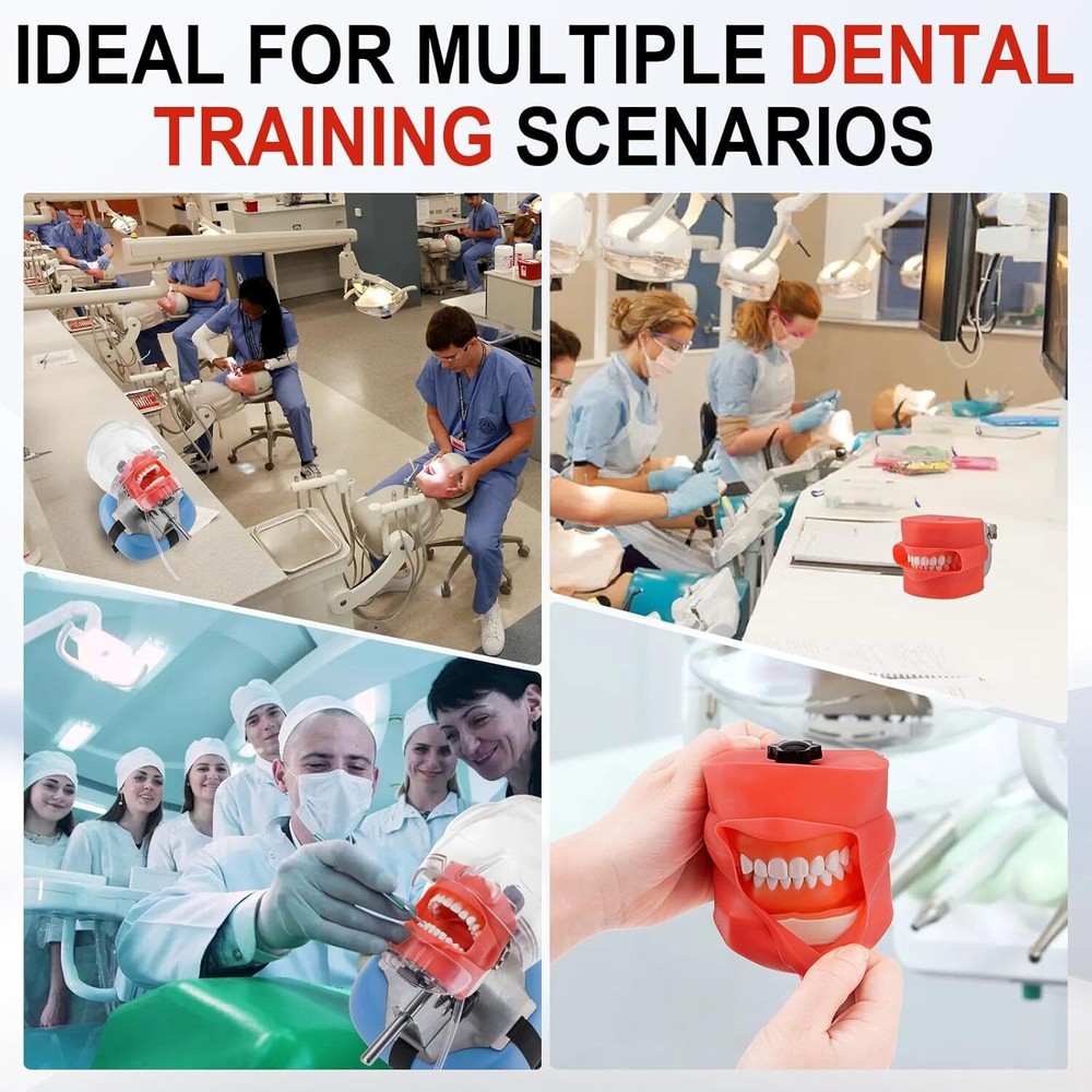 Dental Mannequin Head Dental Manikin Simulator Phantom Head Teaching Practicing
