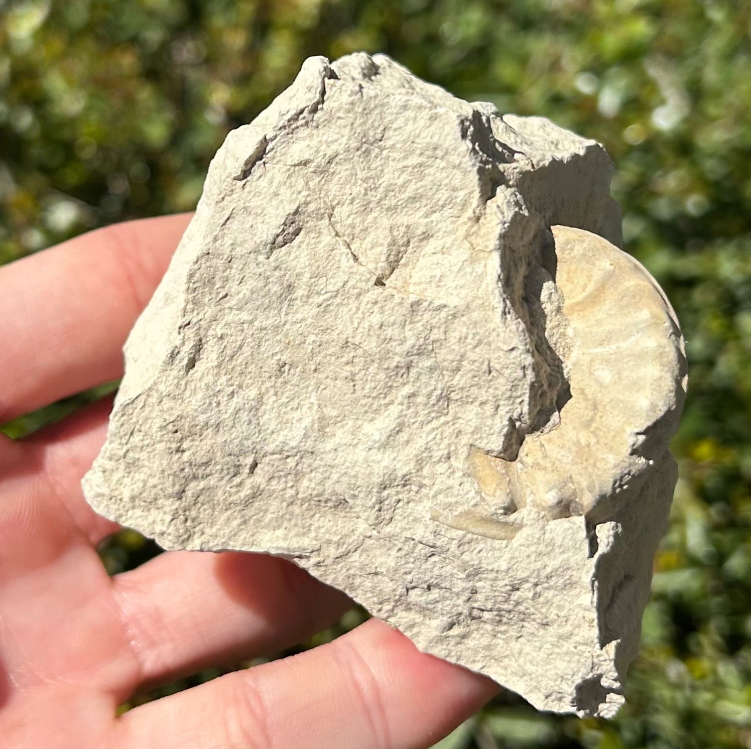 Unprepped Ammonite Fossil in Matrix Mortoniceras Texas Cretaceous Duck Creek Fm