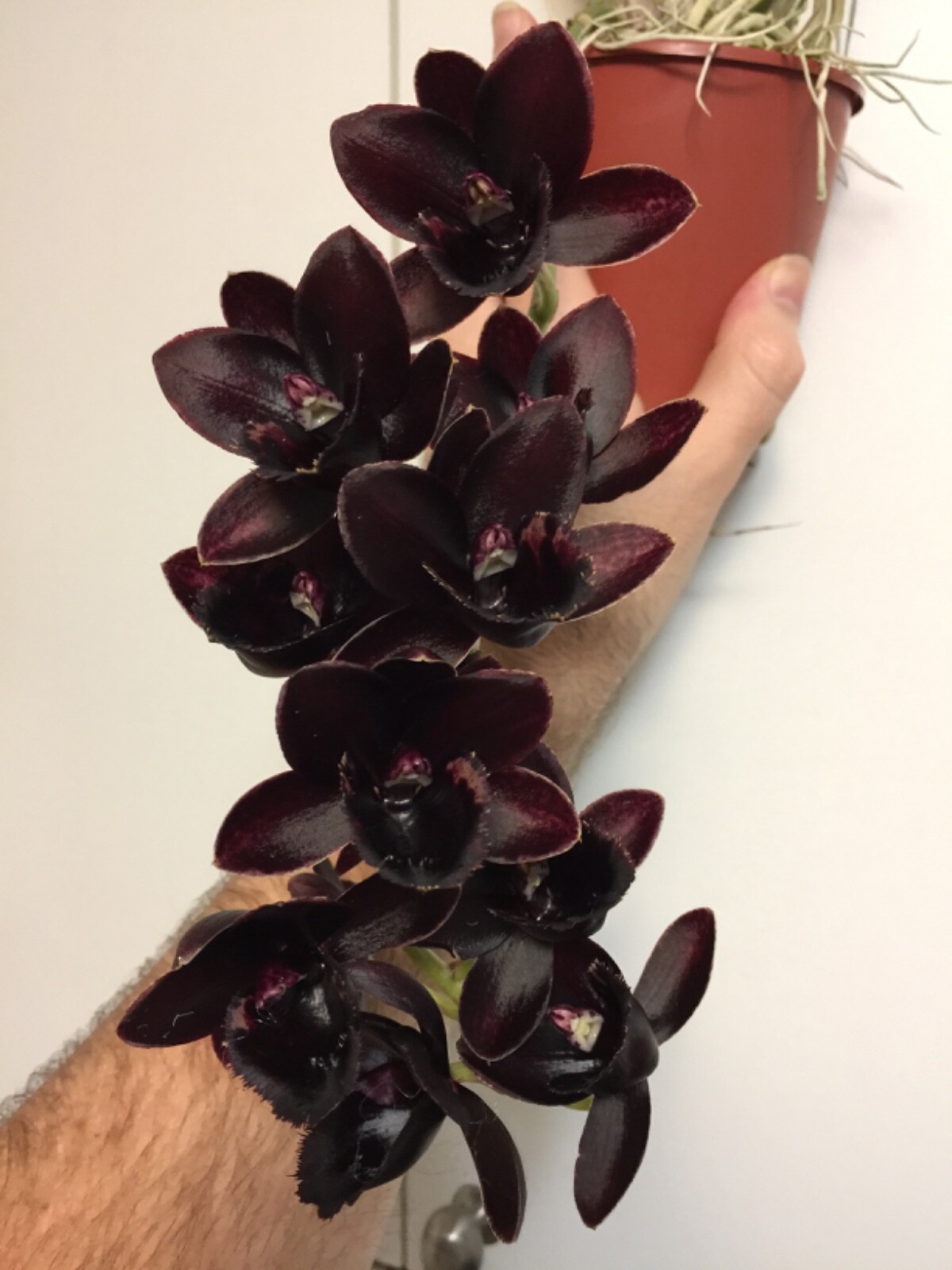 Tree Fern Fiber (Fernwood)