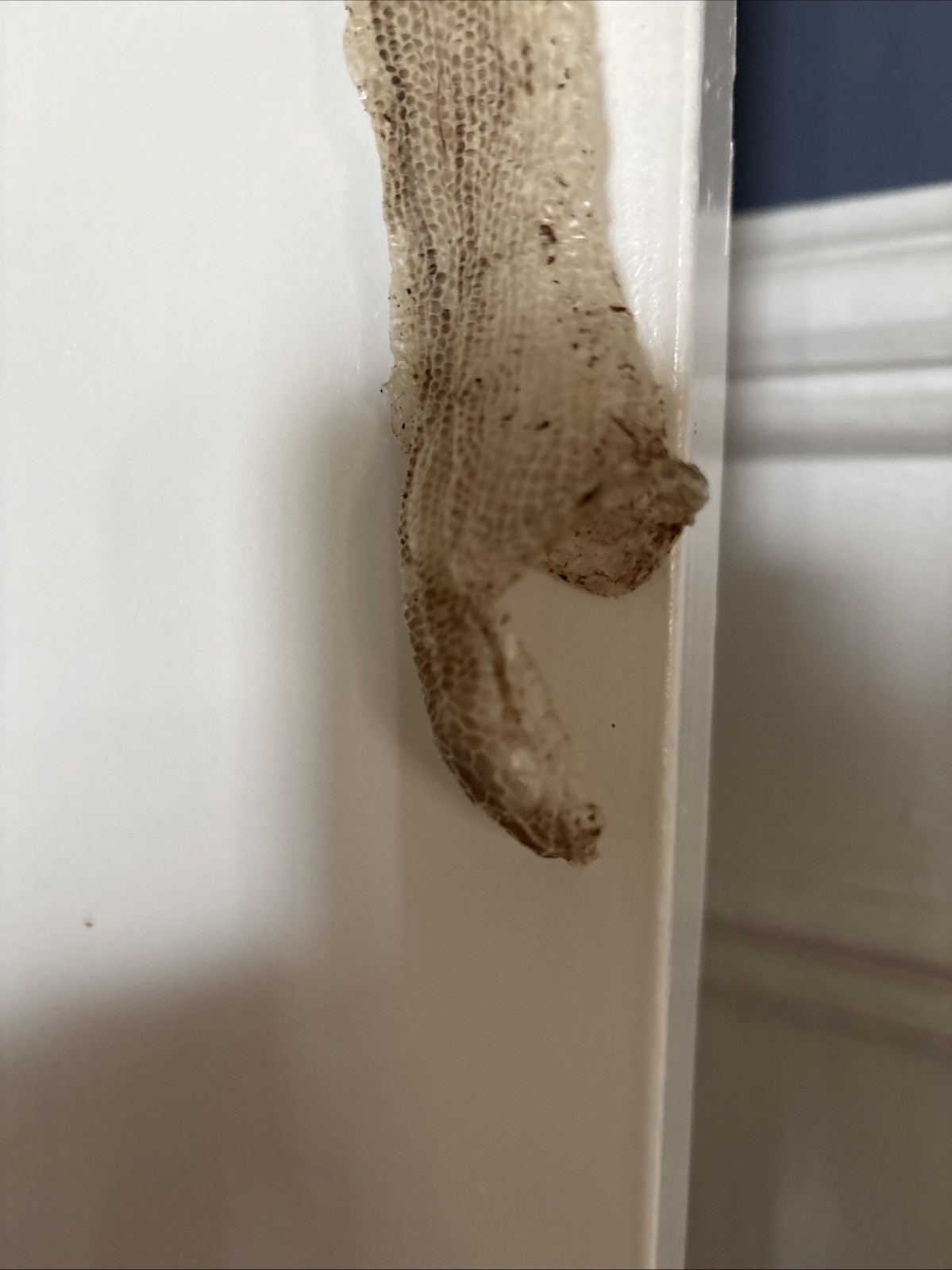 Snake Skins Ball Python 2025 OD Pied And OD Yellow belly