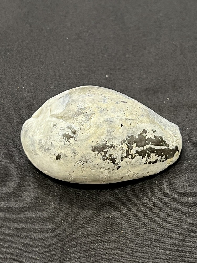 EXTINCT Fossilized COWRIE Shell From Central Florida - Pliocene Era.