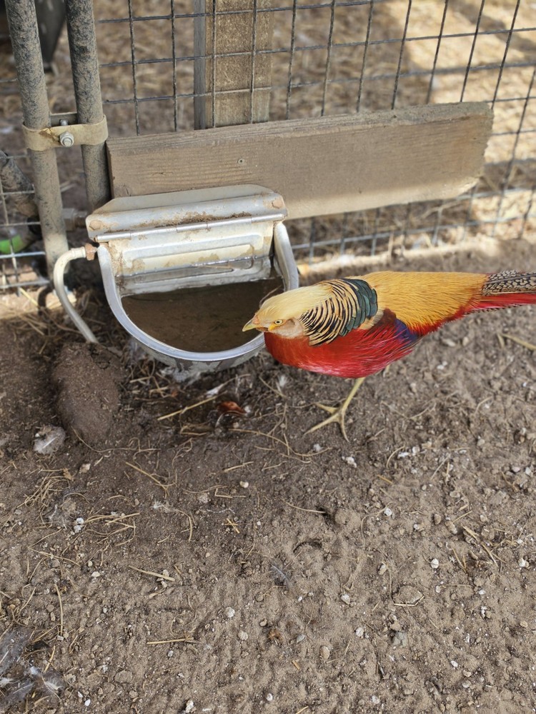 2 Red Golden Pheasant Hatching Eggs – Fresh – Limited Availability USPS Express