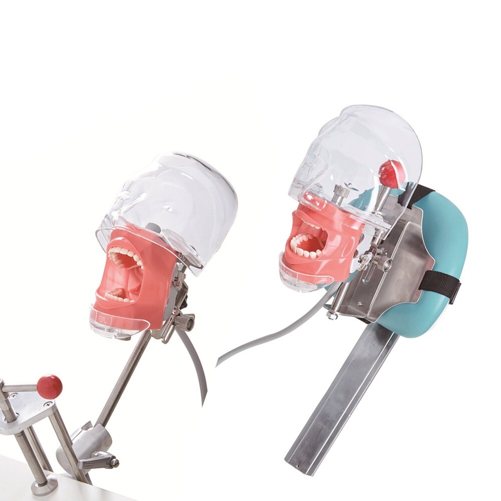 Simple Head Model Dental Simulator Phantom Manikin with Teeth for Dentist Teach
