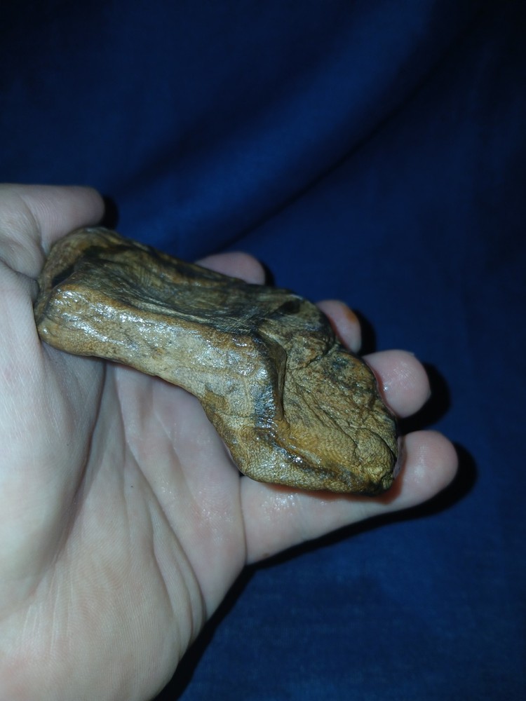 6.oz Petrified Palm Wood