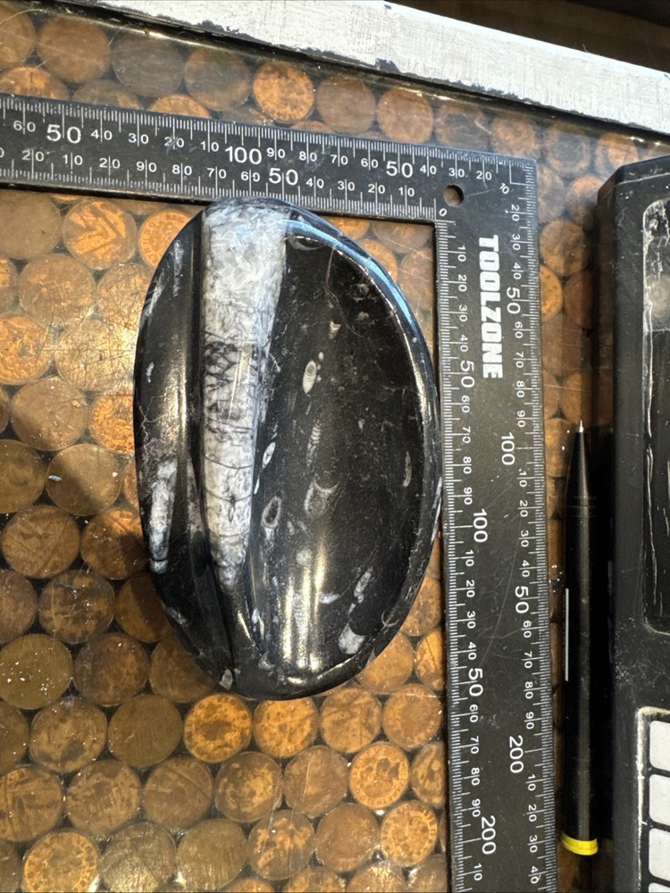 AWESOME ORTHOCERAS SOAP DISH , MOROCCO FY6#5