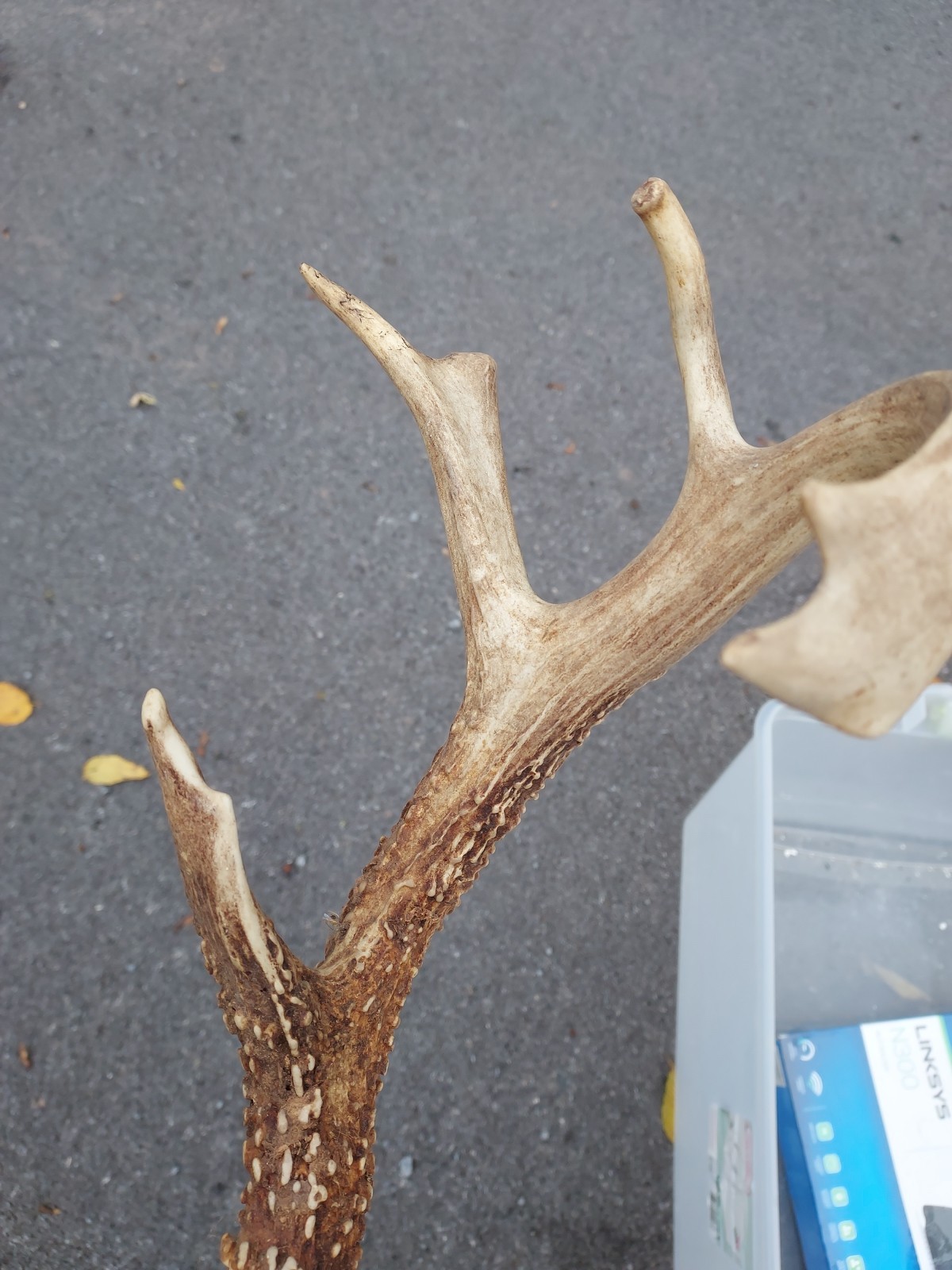 Vintage Unique 12 Point White Tail Deer Antlers