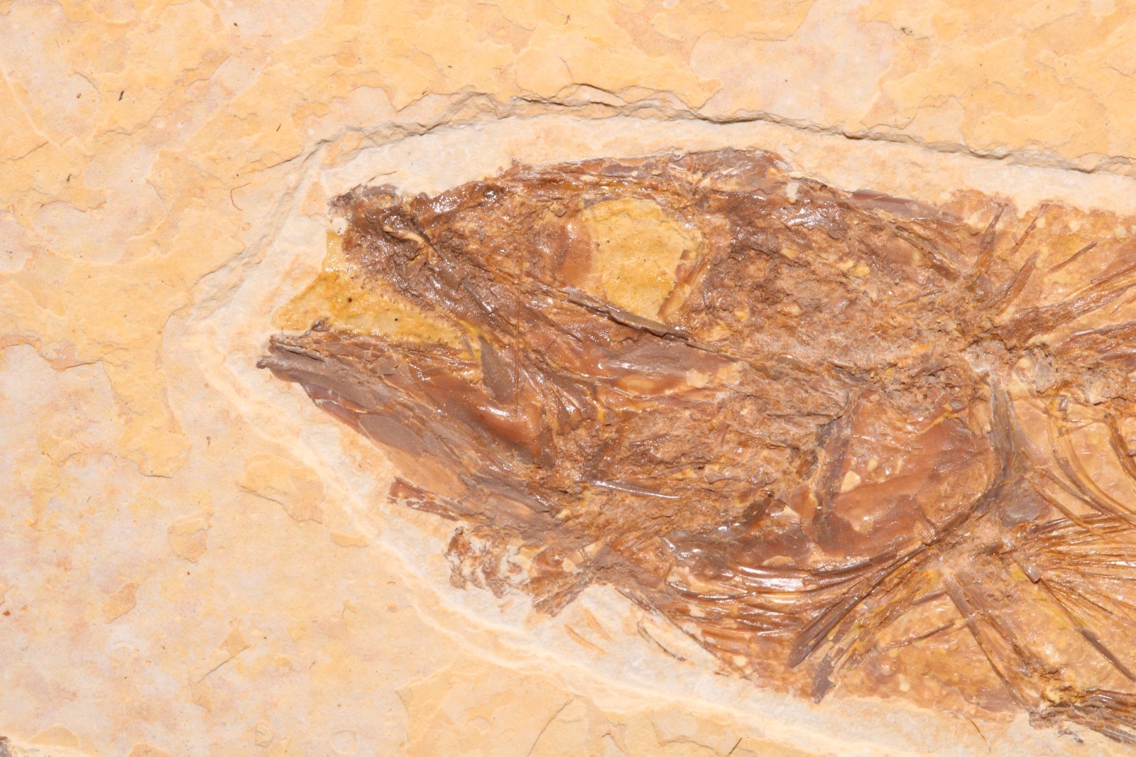 Superb 4" Mioplosus Fossil Fish Fossil Lake Green River Fm Wyoming COA 11897