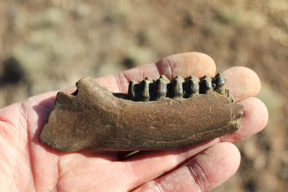 FOSSIL Partial Deer Jaw ( Small Deer?) - Superb Display Specimen - North FL.