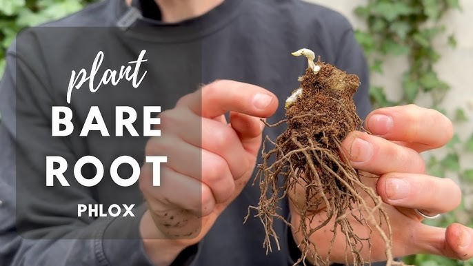 Garden Phlox David 1 Root