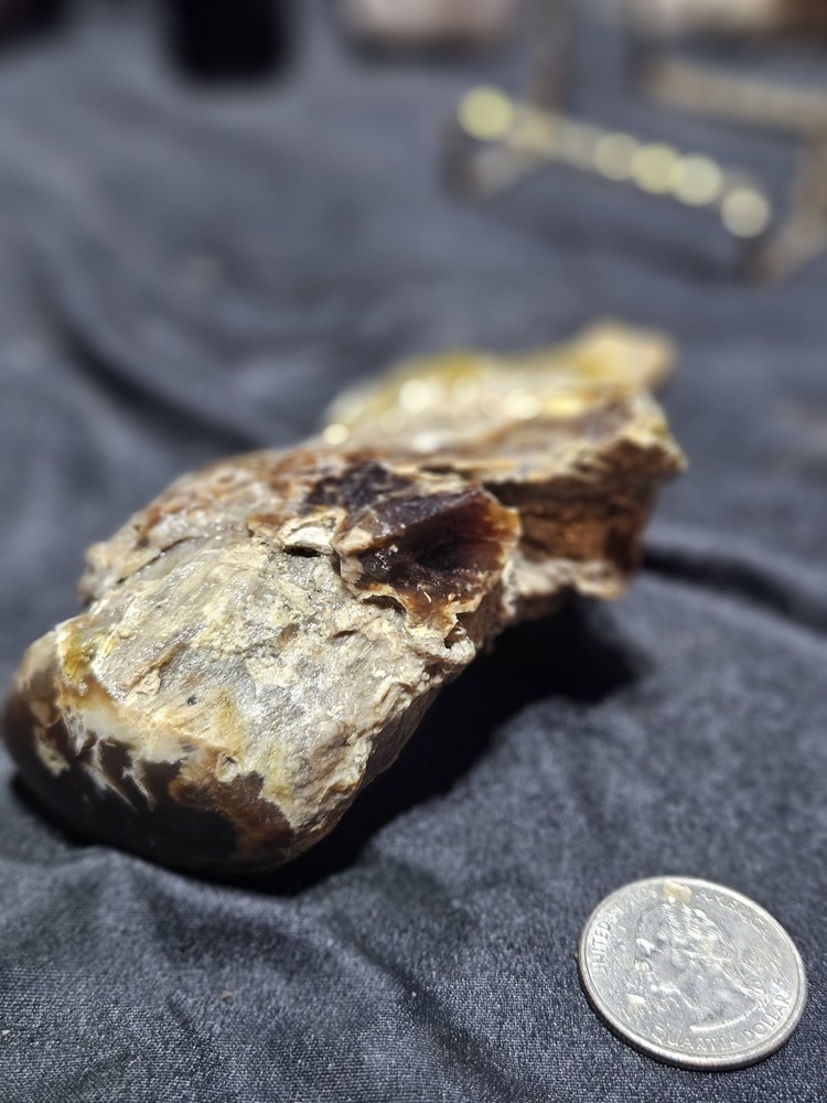 Petrified Wood Limb Specimen (7.8oz)