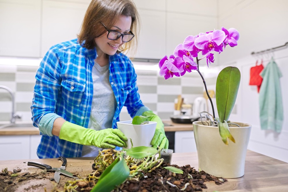 Better-Gro Phalaenopsis Mix - Premium Grade Potting 8-Quart