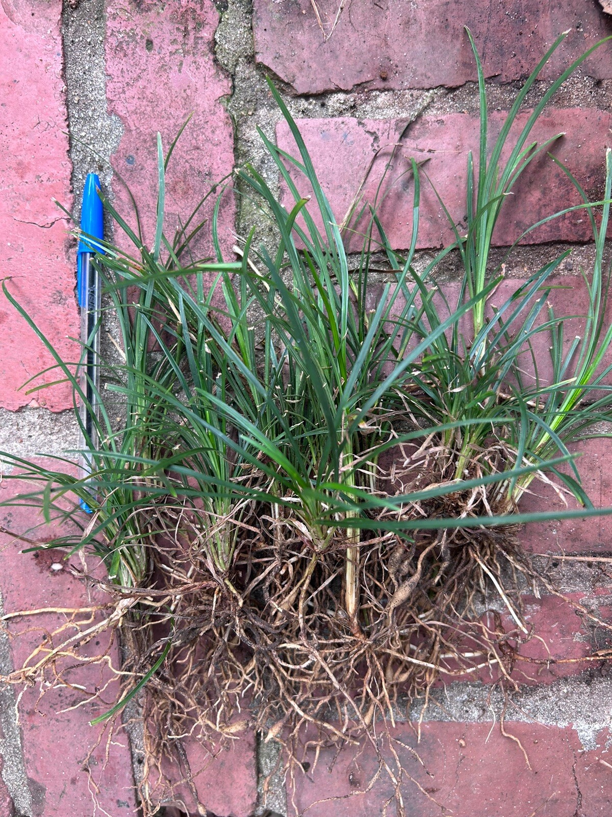 ~ 120 Evergreen Dwarf Mondo Monkey Grass Liriope Ophiopogon japonicus