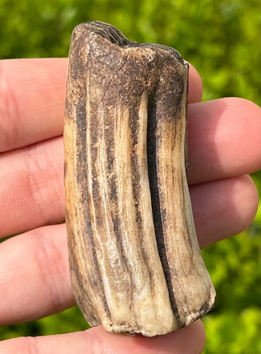 Texas Fossil Horse Tooth Equus Rare Location Pleistocene Ice Age Mammal