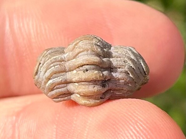 NICE Oklahoma Fossil Trilobite Paciphacops sp. Devonian Bug Bois D’Arc Formation