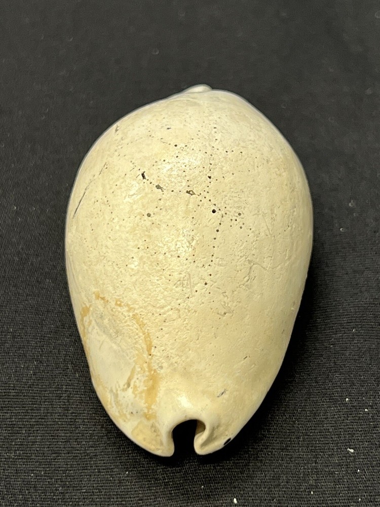 EXTINCT Fossilized COWRIE Shell From Central Florida - Pliocene Era.