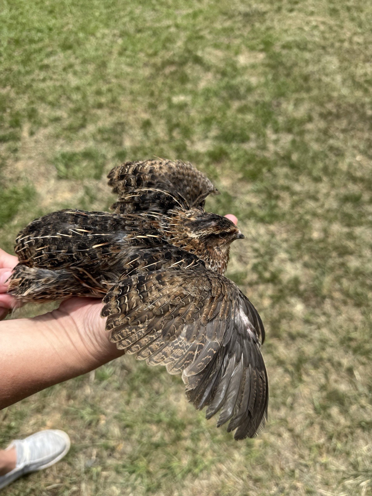30+ RARE COLORS Coturnix Quail Hatching Eggs NPIP AI Free
