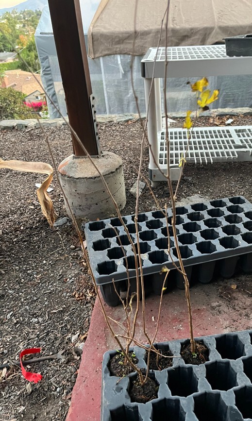 Pakistan Long Mulberry Tree - Live Plant – Morus Macroura