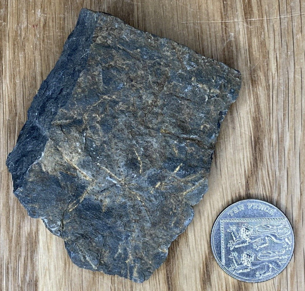 Fossil Specimen, Graptolites, Ordovician, Cumberland, 71mm