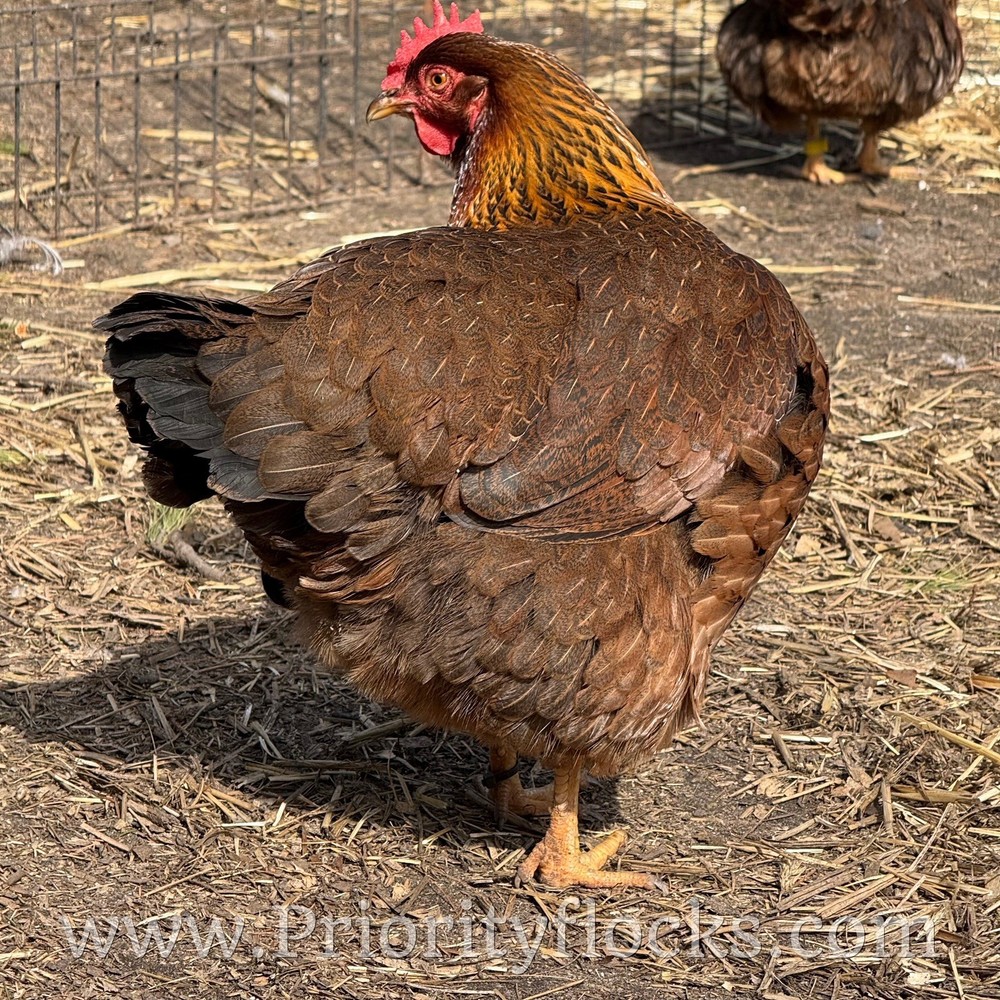 (12+) Welsummer Fertile Hatching Eggs NPIP