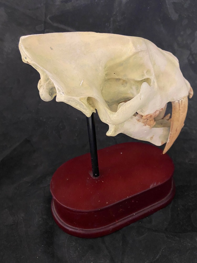 SMILODON SABRETOOTHED CAT SKULL MODEL 1:12 SCALE MIB