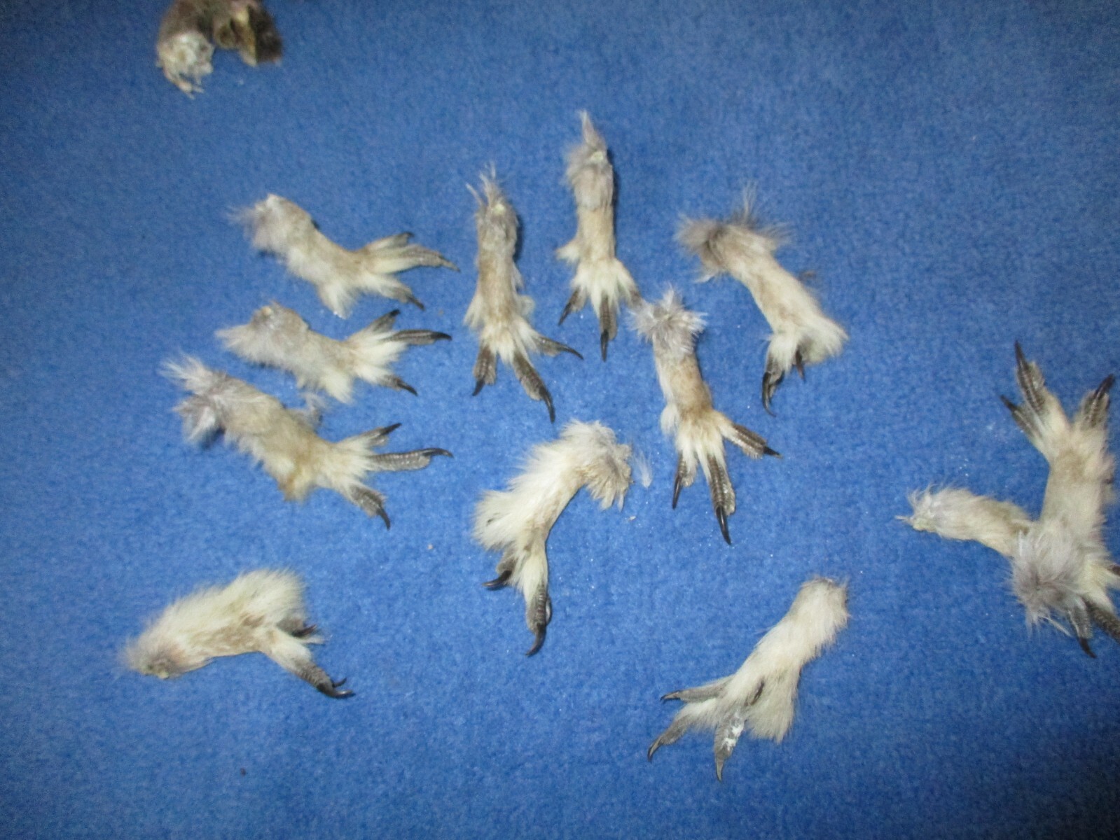 10 Real Feet Sharptail Grouse animal bird foot sharpe tail feet art craft mount