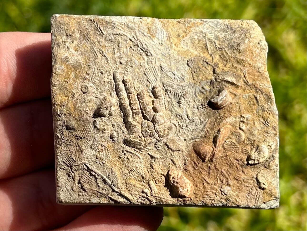 Alabama Fossil Crinoid in Matrix Pentaramacrinus Mississippian Age