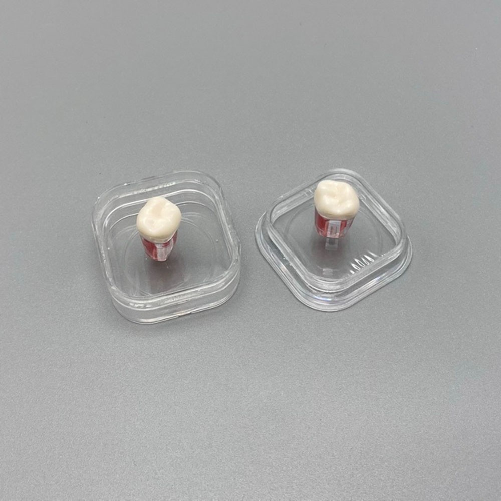 Plastic Denture Tooth Box False Inlay Teeth Transparent Membrane Case Boxes