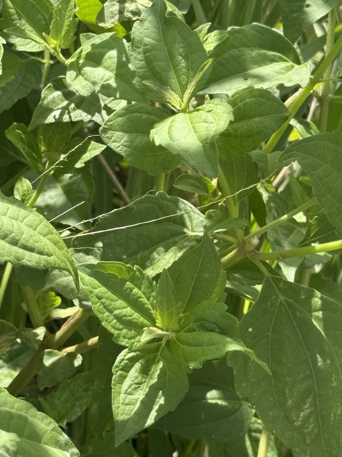 EWE Rompe Saraguey PLANTA HIERBA religion yoruba ifa africana santeria