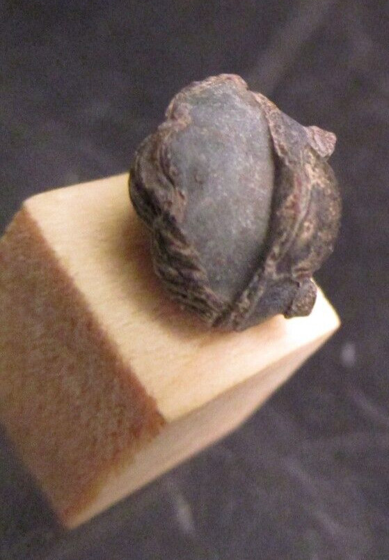 Nearly Perfect Tiny Baby Phacops Pac Man Enrolled Devonian Morocco 2