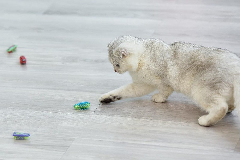 Cat Toys Teaser Interactive，Mini Eic Robot Beetle Funny cat Toy,