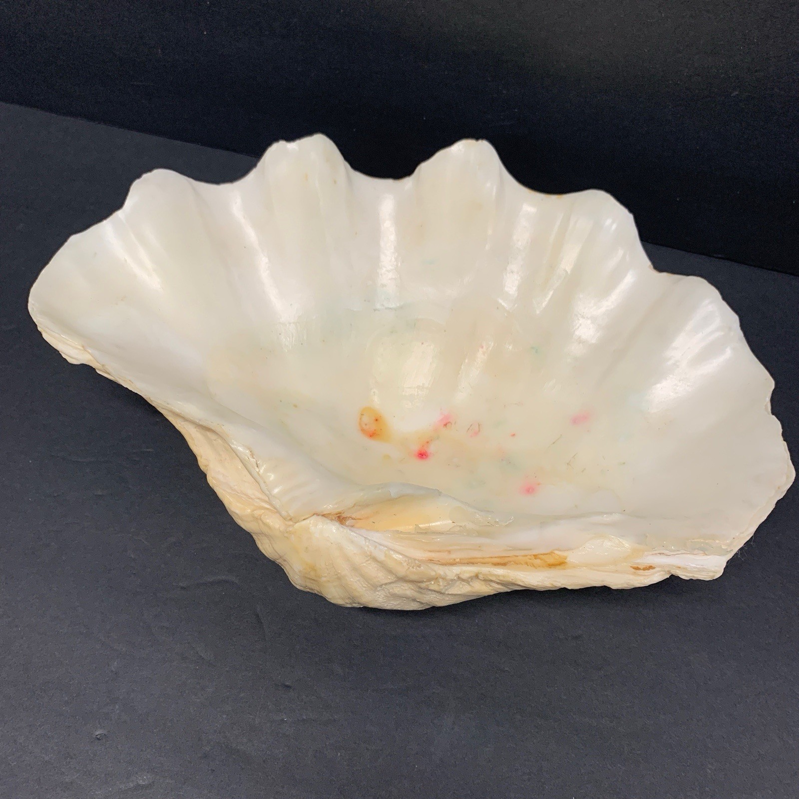 Tridacna Gigas Giant Natural Clam Shell - 12.5"x 8.5" - 5.11 lbs Vintage