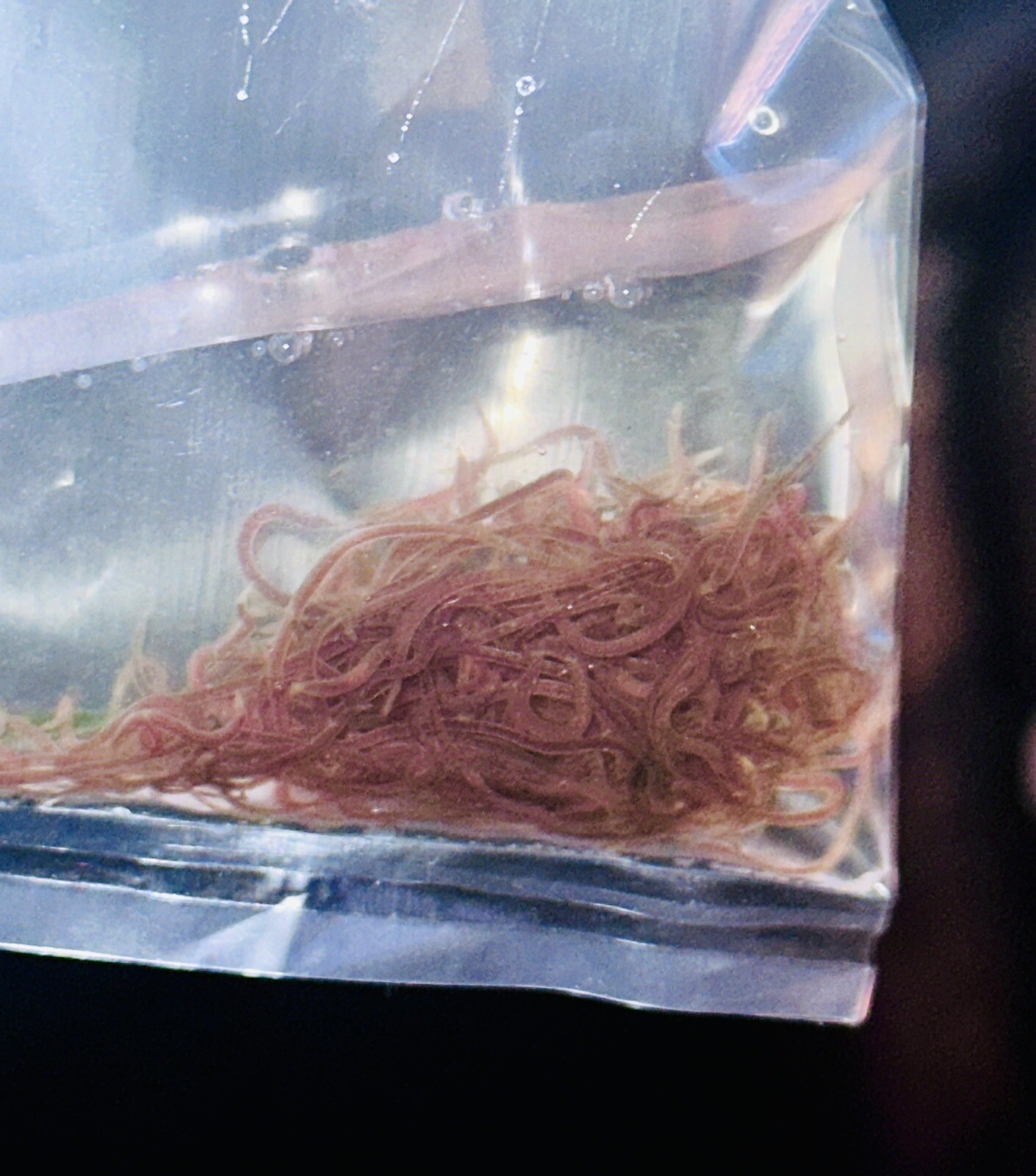 🪱💧 Live BLACKWORMS 100+ Healthy Strand - LIVE FISH FOOD💧🪱