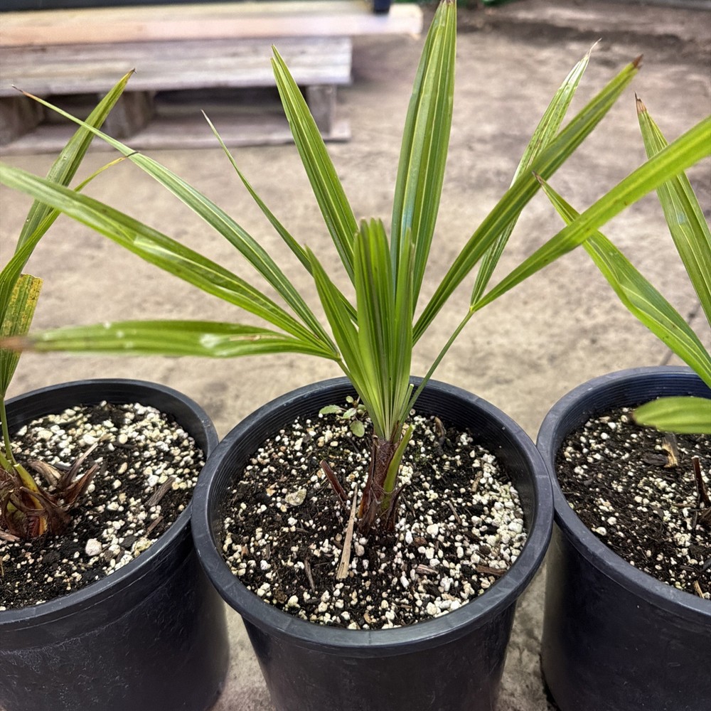 Windmill Palm 1 Gallon Pot 4 Pack