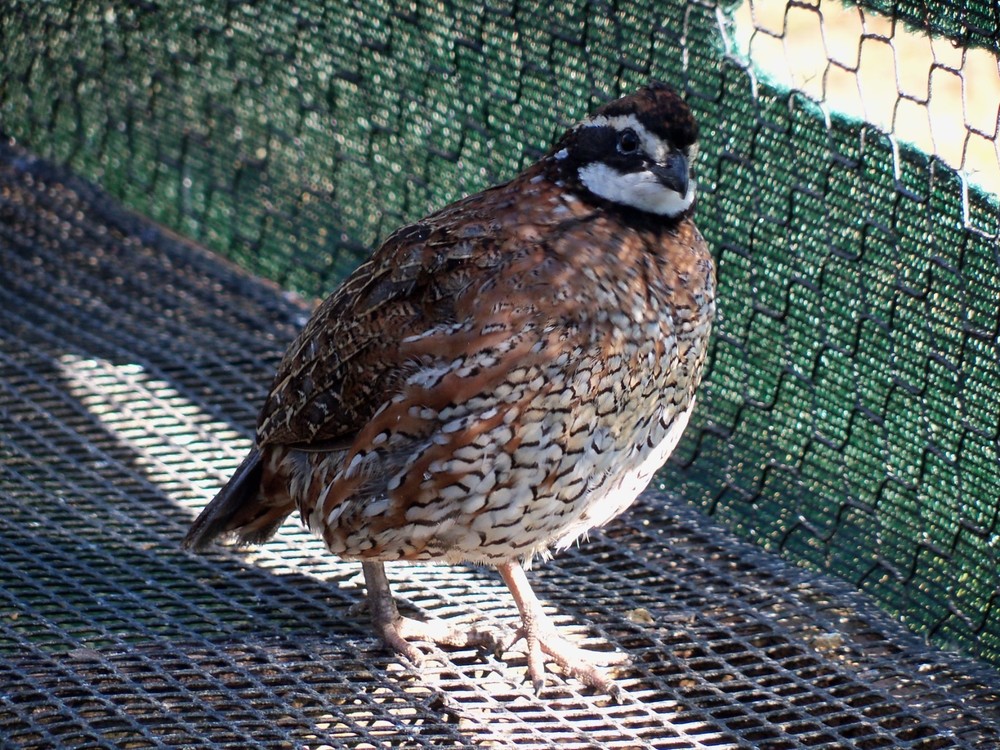 25+ Northern Bobwhite Quail hatching eggs