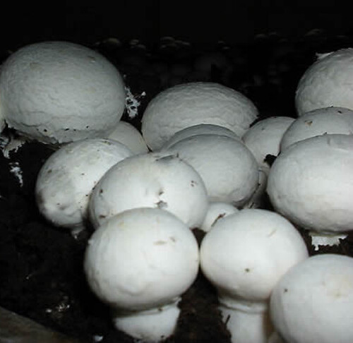 White Button mushroom spores spawn mycelium (on dry seeds)