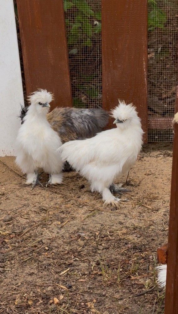 Silkie Chicken Hatching Eggs