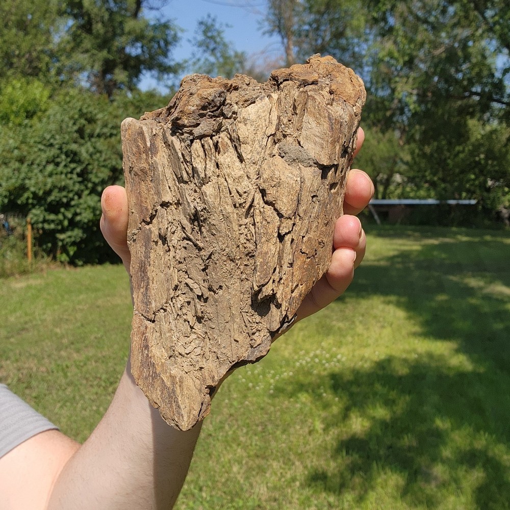 Dinosaur bone Section - Authentic Cretaceous Fossil - Hell Creek Formation