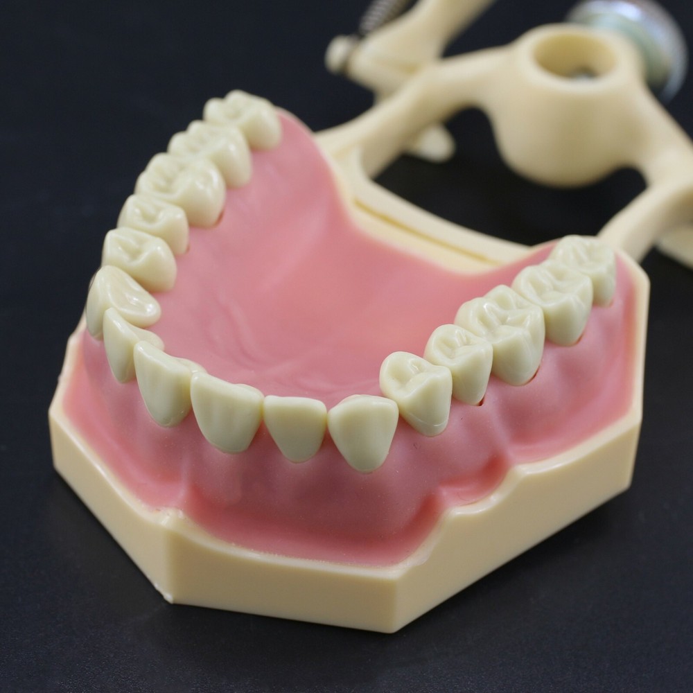 Dental Restorative Typodont Standard Model Removable 32PC Teeth Numbered Frasaco