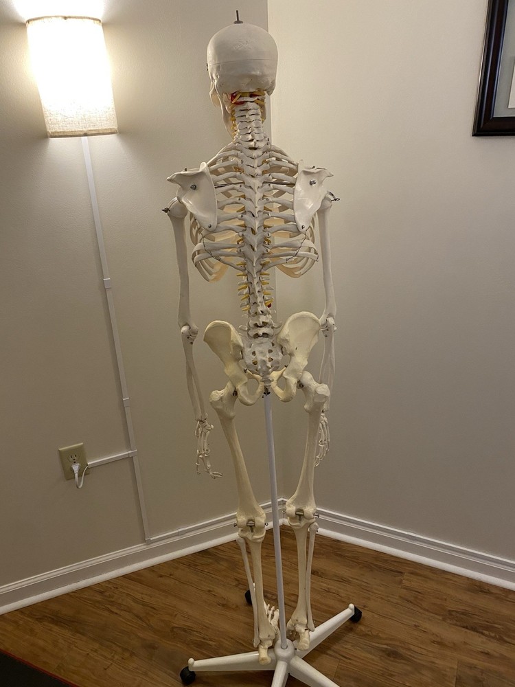 Fred The Flexible Skeleton Anatomical Model