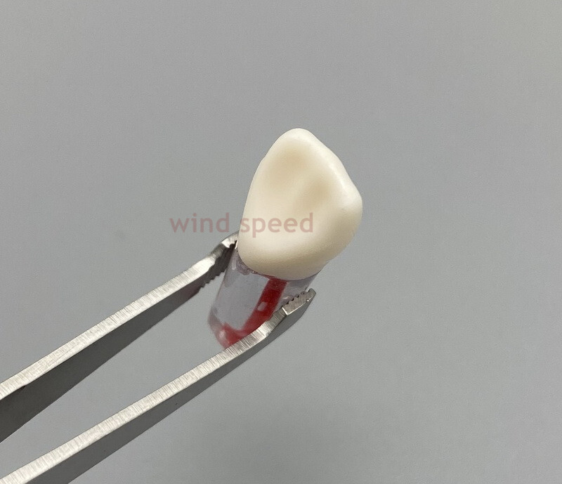 10*New Dental Root Canal Teeth Study Practice Model Endodontic Pulp RCT End File