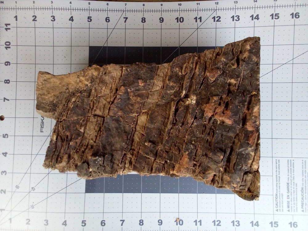 Stromatolite Fossil Arizona