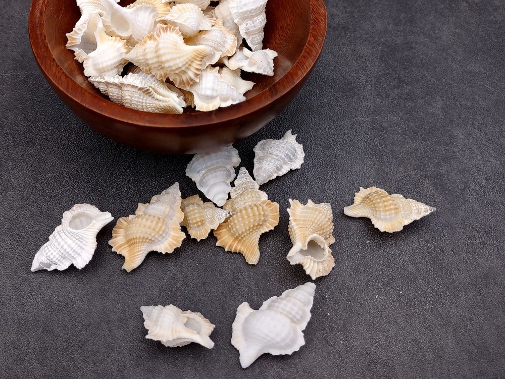 Small Frog Seashells Biplex Perca (10 shells approx. 1+ inches)